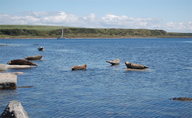 Sunbathing seals at Scalpsie Bay, Isle of Bute